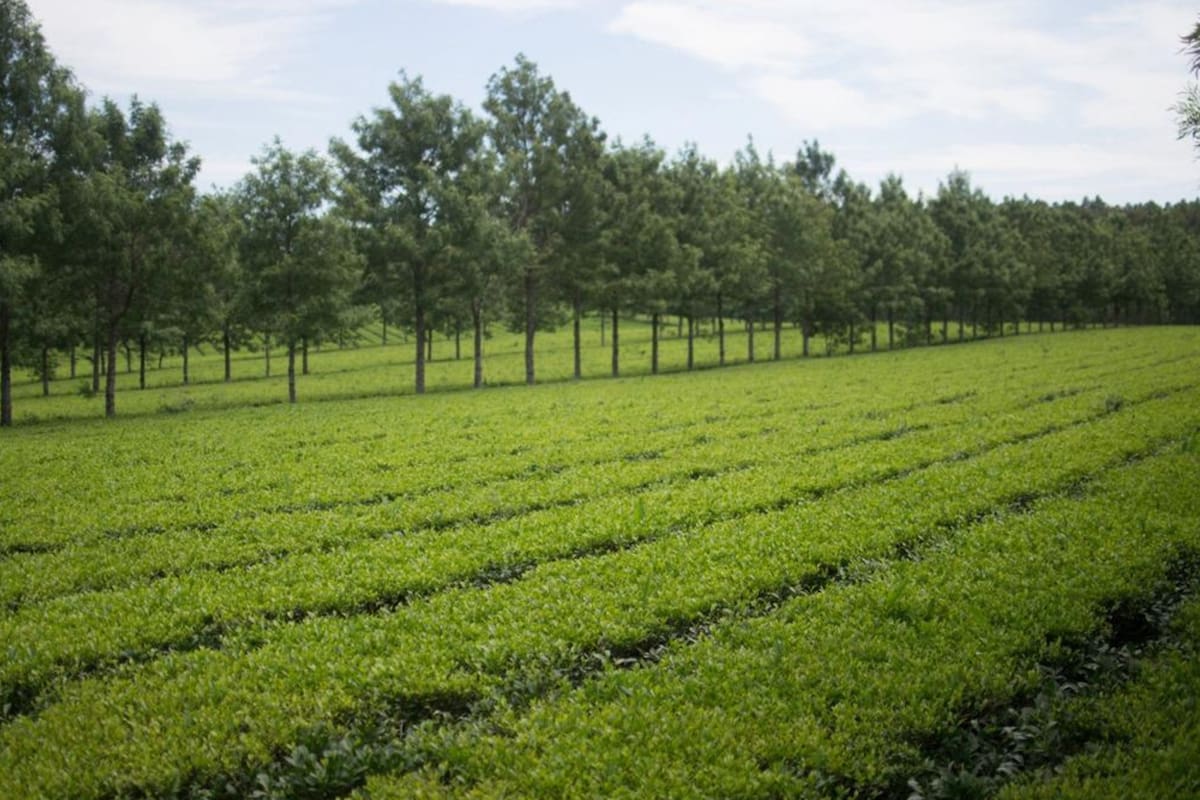 En té y yerba Misiones es referente