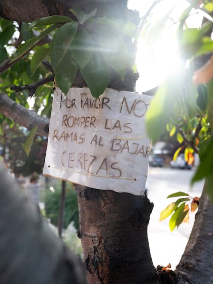 En temporada, las cerezas de Los Antiguos están en toda la localidad.
