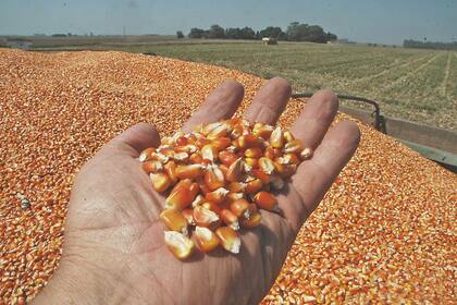 En términos reales las subas del maíz serían de menos de 1% por año