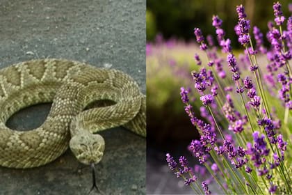 En Texas, estos reptiles suelen salir de sus refugios a finales de febrero o comienzos de marzo tras el período de hibernación