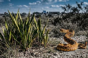 Cómo es el fuerte que detestan las serpientes de cascabel en Texas