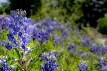 En Texas predominan diferentes tipos de flores silvestres