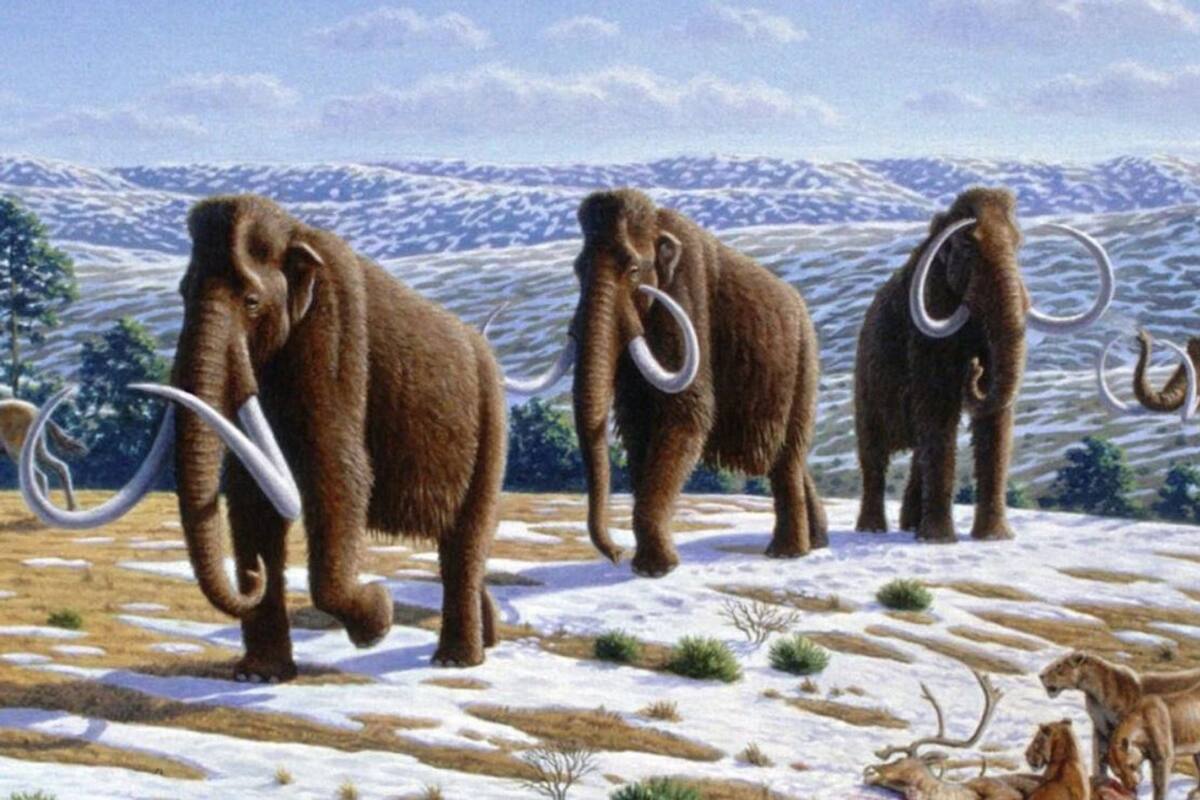 En Texas se han encontrado en las últimas décadas a diferentes ejemplares de mamuts