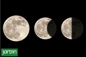 Todo cambia en el jardín cuando aprendés cómo funcionan las fases de la luna