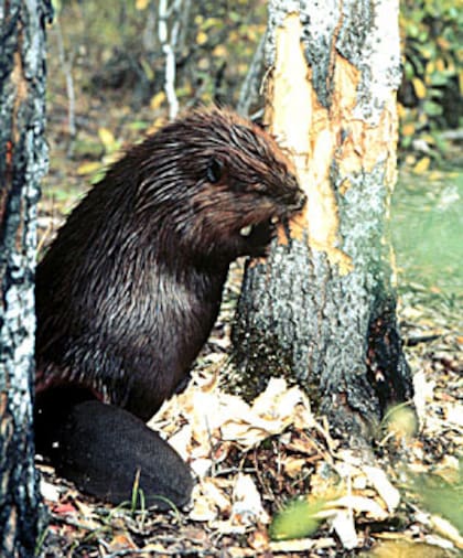 En Tierra del Fuego, sólo del lado argentino hay más de 100.000 castores