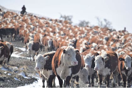 En Tierra del Fuego van a lanzar un laboratorio de genética Hereford