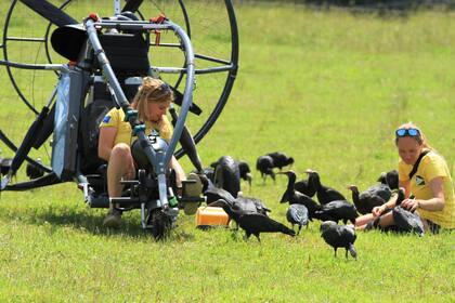 En tierra, integrantes del proyecto de reintroducción del ibis eremita alimentan a las aves junto a un paramotor, el avión ultraligero con el que aprenden a reconocer a sus cuidadores y a prepararse para la migración