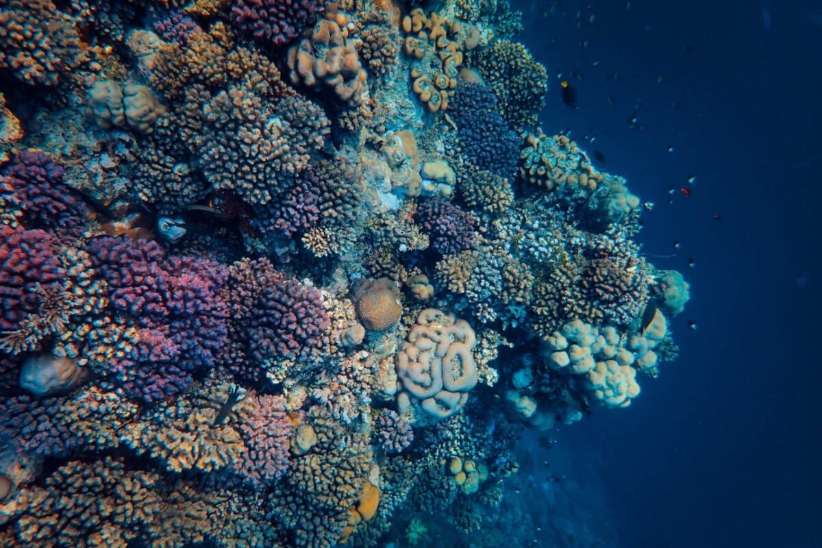 En TikTok se viralizó un video que mostró que sucede en el fondo del mar cuando hay un terremoto (Imagen ilustrativa)