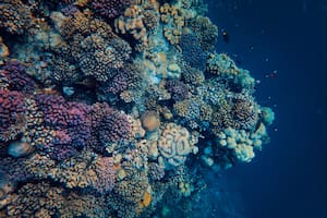 En TikTok se viralizó un video que mostró que sucede en el fondo del mar cuando hay un terremoto (Imagen ilustrativa)