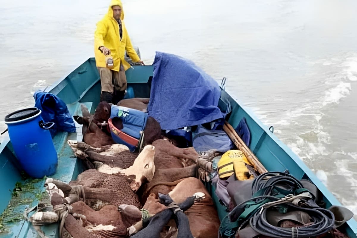 En toda la Mesopotamia ya comenzó la evacuación de los animales de las islas a tierra firme