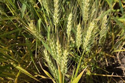 En todo el ciclo el cultivo no atravesó fases de stress hídrico y las temperaturas acompañaron