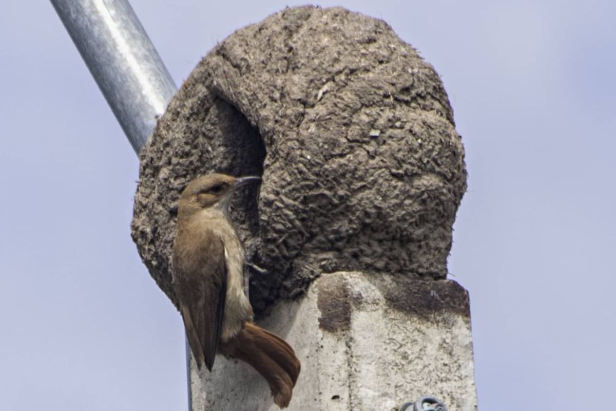 En todos los casos, los horneros construyen sus nidos con la entrada hacia la izquierda o hacia la derecha, en un fenómeno que existe en la naturaleza y se denomina asimetría bilateral