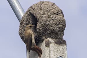 En todos los casos, los horneros construyen sus nidos con la entrada hacia la izquierda o hacia la derecha, en un fenómeno que existe en la naturaleza y se denomina asimetría bilateral