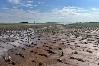En Toledo, provincia de Córdoba, el temporal de fuerte viento y granizo arrasó con lotes enteros de maíz