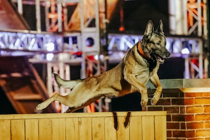 En Top Dogs los canes deben superar obstáculos inspirados en el entrenamiento de fuerzas de seguridad