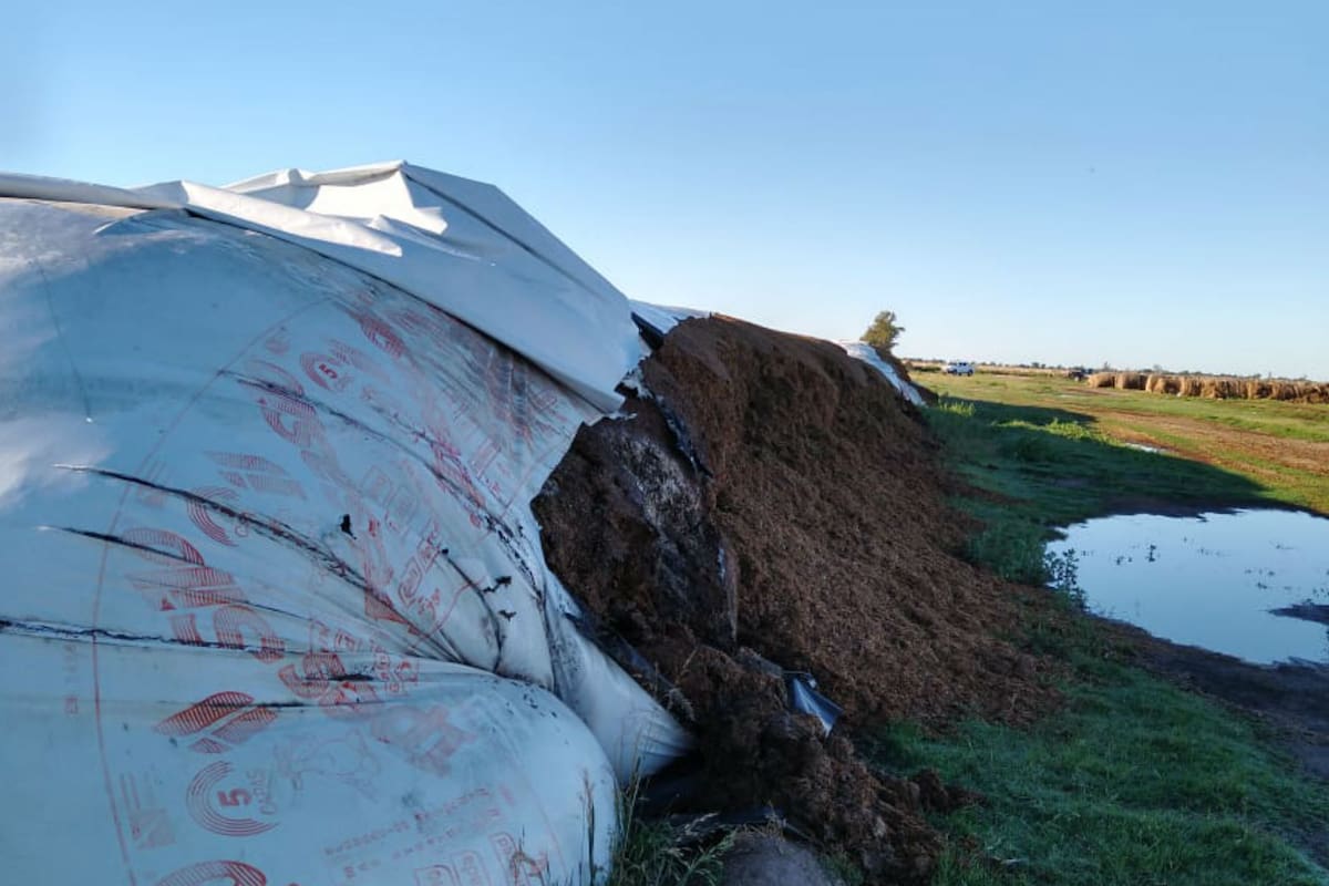 En total al productor le rompieron 10 silobolsas