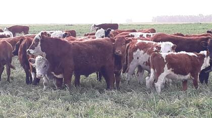 En total, el plantel ronda unas 13.000 vacas entoradas, con tres bases genéticas: Aberdeen Angus Colorado, Hereford y Bovino Criollo, además de sus cruzas
