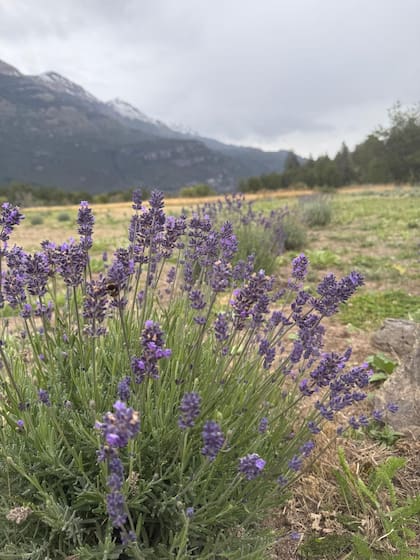 En total, en la chacra hay más de 5 mil plantas
