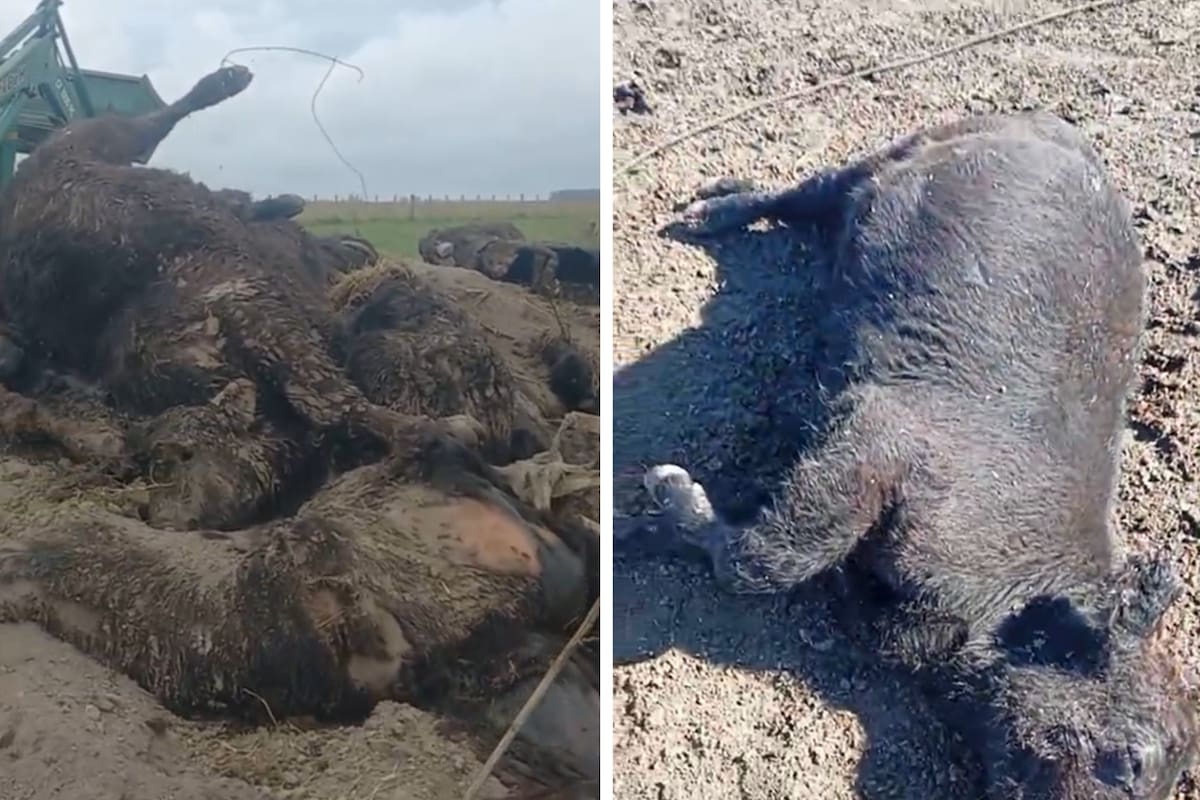 En total murieron 60 animales por neumonía