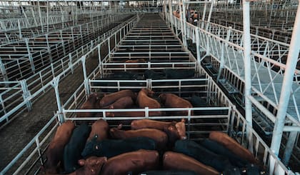 En total se comercializaron más de 1200 cabezas de distintas categorías