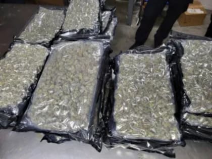 En total, se incautaron mas de 1600 libras de marihuana en Nueva York