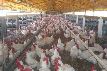 En total se quemaron 11 galpones, pero ya fueron reconstruidos 10 de estos