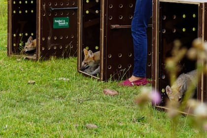 En total se reinsertaron 102 aves y cinco zorros grises