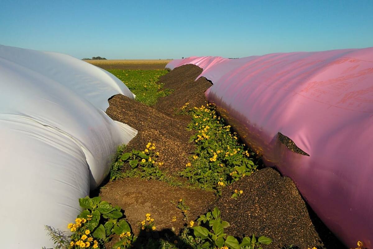 En Tres Arroyos, el productor Pablo Labrunée se encontró ayer por la mañana con dos silobolsas de girasol siniestrados
