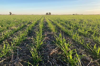 En trigo aún faltan importar fitosanitarios por unos US$200 millones