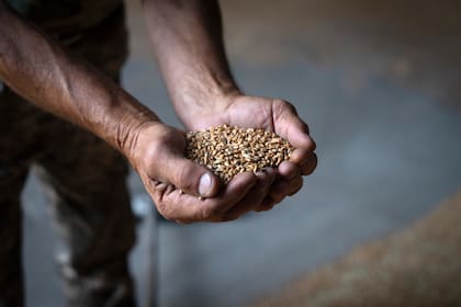 En trigo, el cultivo donde se observaron las mayores diferencias de rendimiento entre CREA y extra-CREA, las diferencias van desde 12% en la macro-región Centro Norte hasta 39% en el Sur