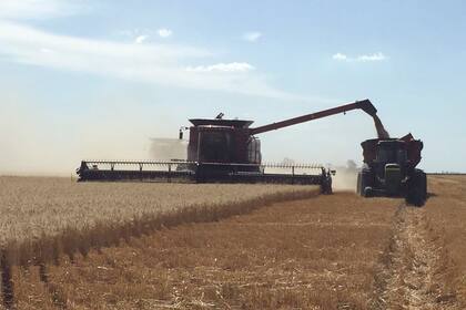 En trigo hay un pase de 9,3 por ciento