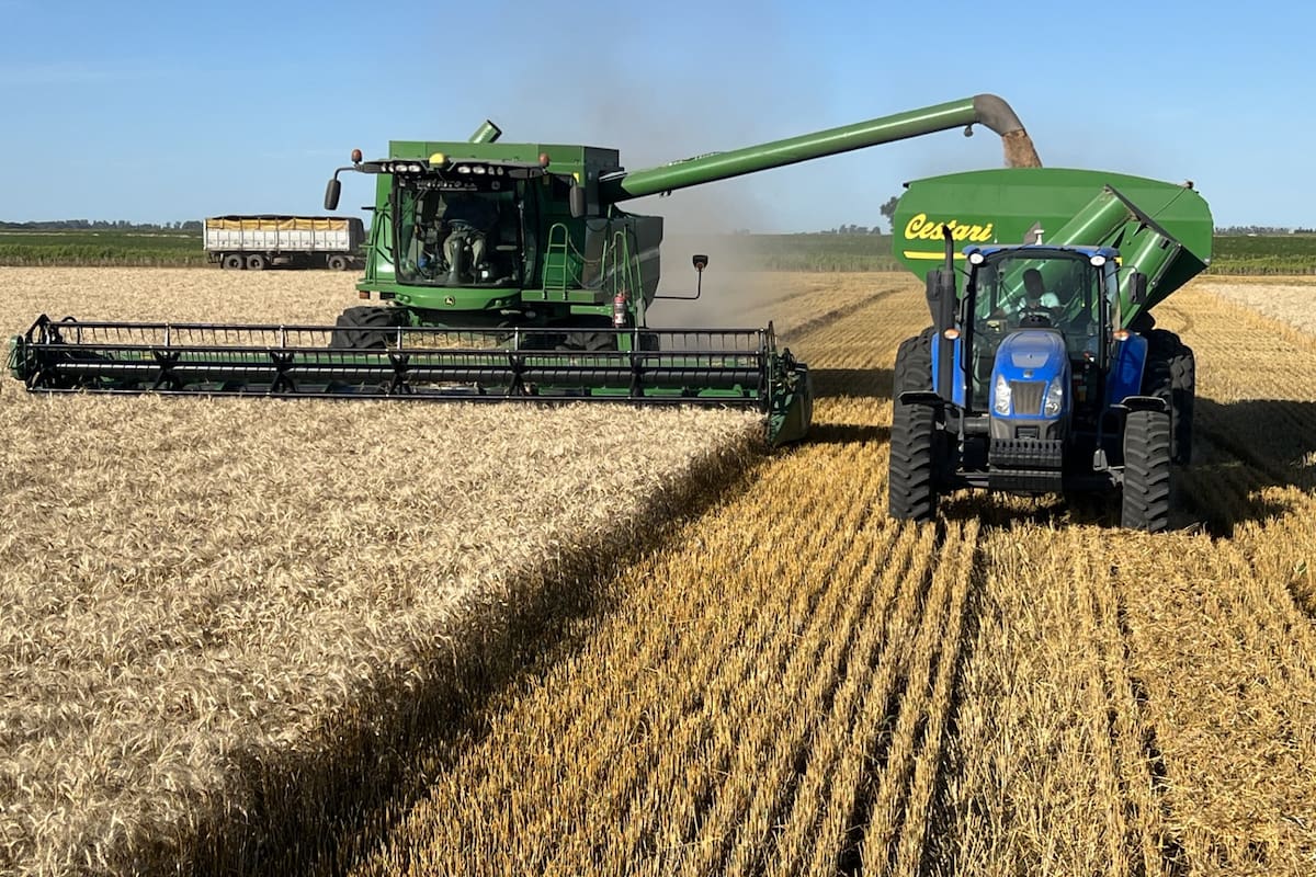 En trigo hubo ataques de roya de la hoja y estriada, y mancha amarilla, ante lo cual debió hacerse una primera aplicación y se está a las puertas de la segunda