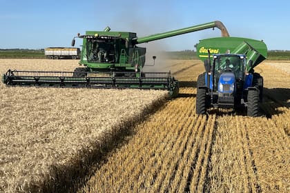 En trigo hubo ataques de roya de la hoja y estriada, y mancha amarilla, ante lo cual debió hacerse una primera aplicación y se está a las puertas de la segunda