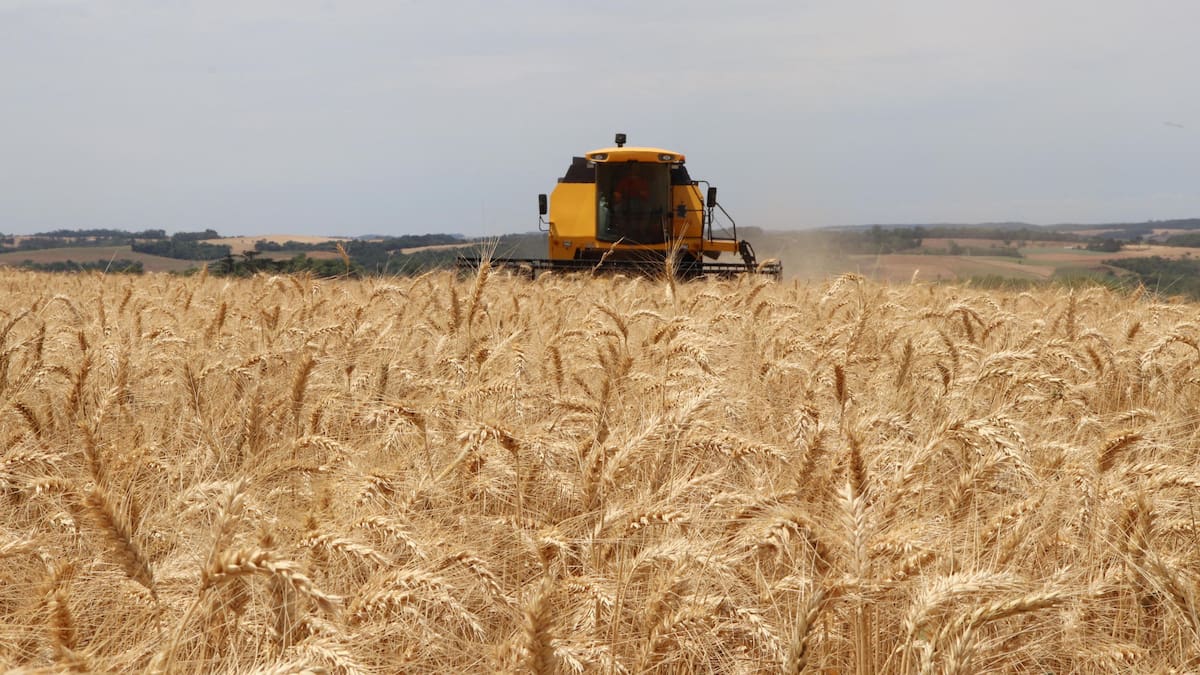 Los dólares del agro van a estar, pero ¿quién asegura cuántos? - LA NACION