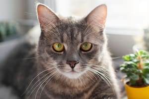 En un barrio de Córdoba: un grupo de vecinos sospecha que personas en situación de calle se comieron a sus gatos