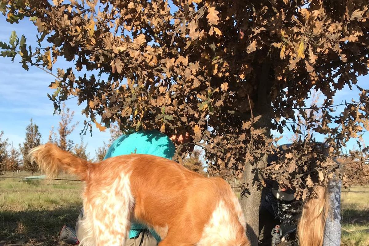 En un campo del pequeño pueblo de Espartillar invitan a cazar trufas negras con perros