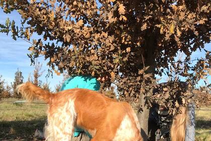 En un campo del pequeño pueblo de Espartillar invitan a cazar trufas negras con perros