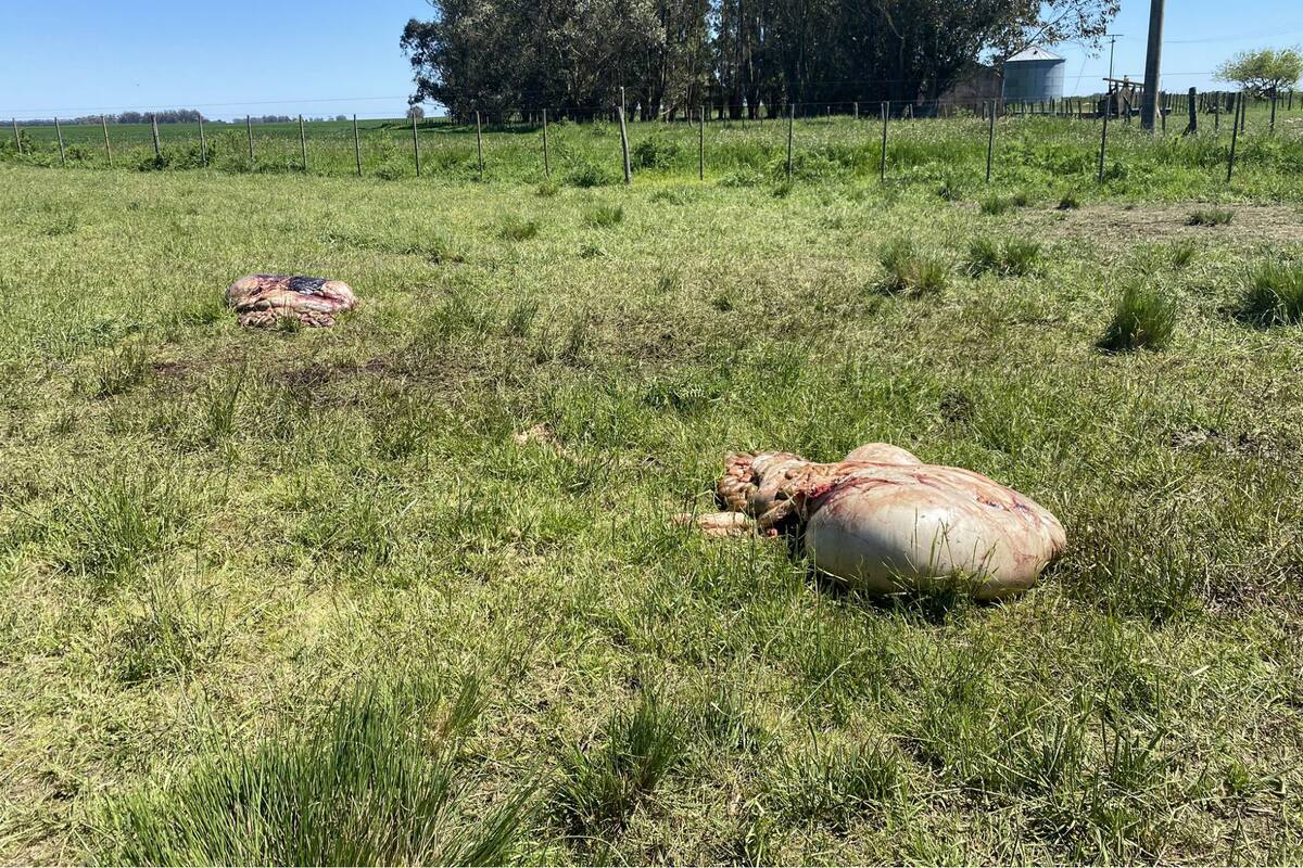 En un campo en Lobería a un productor le carnearon cinco animales, le robaron una bomba de agua y un electrificador