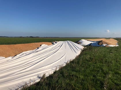 En un campo en Mar del Plata destruyeron tres silobolsas con 200 toneladas de trigo cada uno