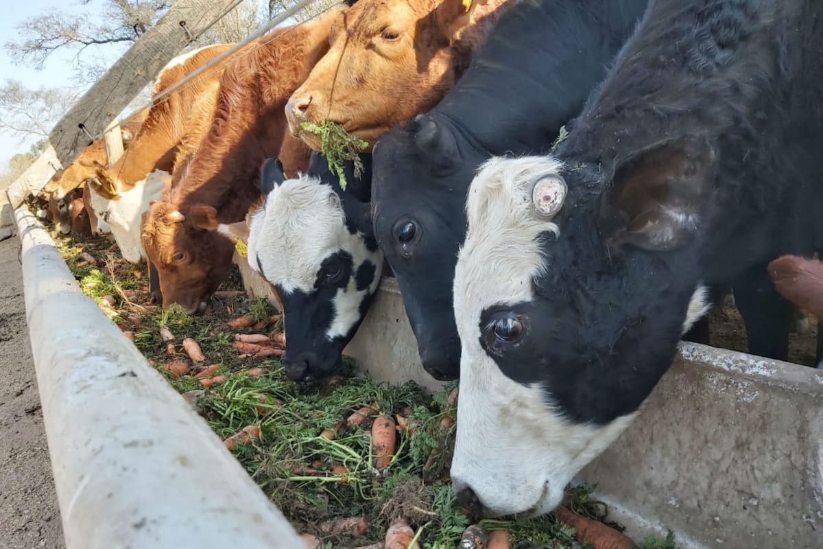 En un campo en Tintina, Santiago del Estero, comenzaron a dar zanahorias a terneros de recría.