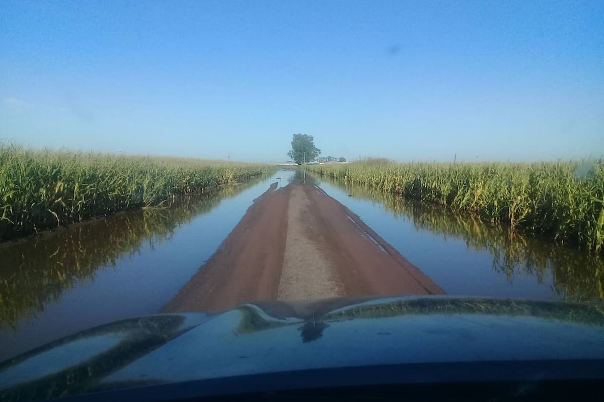 En un campo entre Inriville y Marcos Juárez hoy, con un lote de maíz tardío anegado. Foto Juan Pablo Ioele