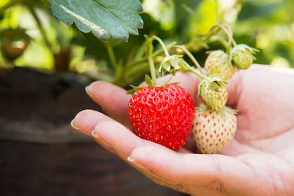 En un contenedor, se pueden colocar varias plantas de frutilla juntas, a 10 cm entre ellas y a 5 cm de los bordes de la maceta para que, cuando aparezcan las frutillas, caigan hacia afuera, colgando o apoyadas en el recipiente, sin reposar en la tierra para evitar el exceso de humedad y las plagas.