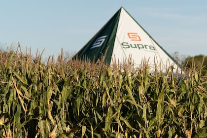 En un contexto de reactivación de la campaña maicera y recuperación del área sembrada, SUPRA apuesta a la genética, el respaldo técnico y la cercanía con el campo.