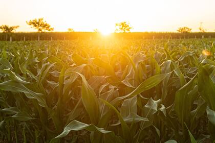 En un escenario de costos en alza y de incertidumbre política, la siembra de maíz caería un 2,6%  respecto del ciclo anterior