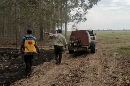 En un establecimiento de 500 hectáreas en Chavarría, gracias al trabajo rápido del personal solo se afectaron cinco hectáreas