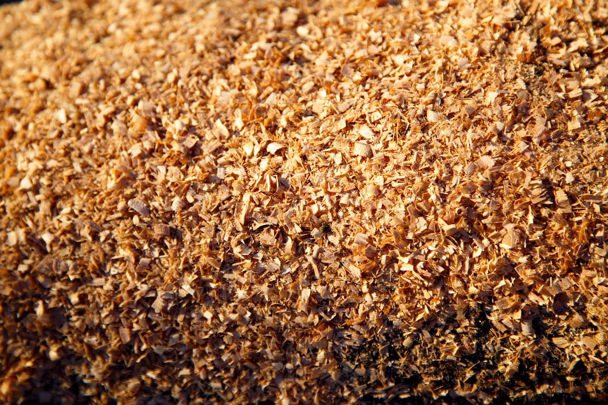 En un estudio, se evaluó al aserrín de pino y álamo, sustituyendo un 10% de materia seca (MS) al pasto Gatton panic (Panicum maximun) en dietas para vacas y toros de carne.
En este trabajo se obtuvieron similares ganancias de peso, consumos y eficiencias de conversión con ambas alternativas (con o sin aserrín)