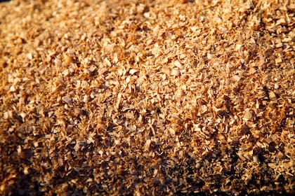 En un estudio, se evaluó al aserrín de pino y álamo, sustituyendo un 10% de materia seca (MS) al pasto Gatton panic (Panicum maximun) en dietas para vacas y toros de carne.
En este trabajo se obtuvieron similares ganancias de peso, consumos y eficiencias de conversión con ambas alternativas (con o sin aserrín)