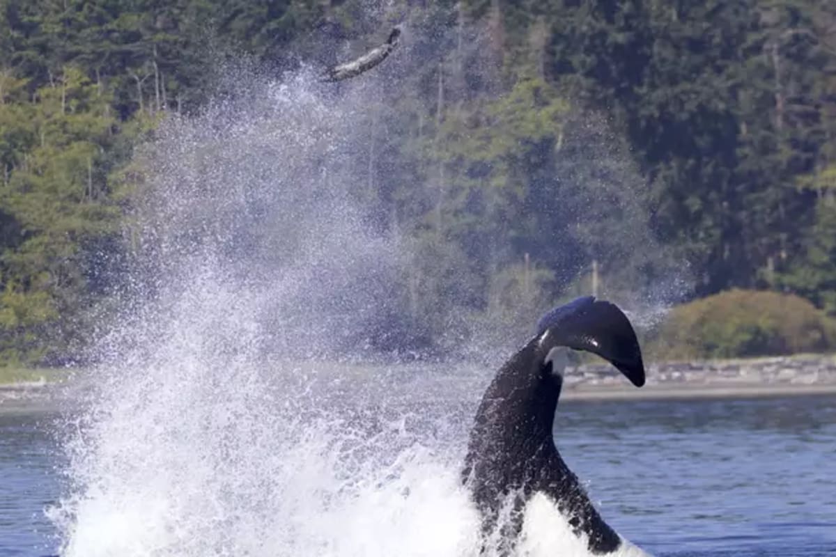 En un extraño episodio, una balleza lanzó una foca por los aires