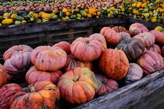 En un festival cerca de Berlín, las mujeres poderosas toman forma, una calabaza tras otra