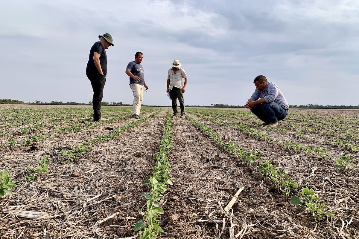 En un lote de soja, observando el nacimiento del cultivo